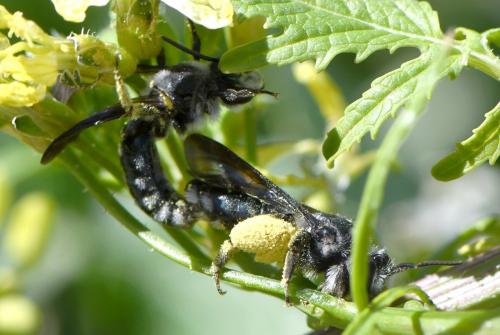 Andrena sp.